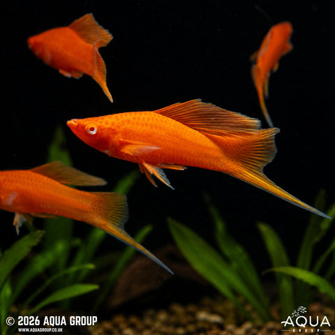 Swordtail