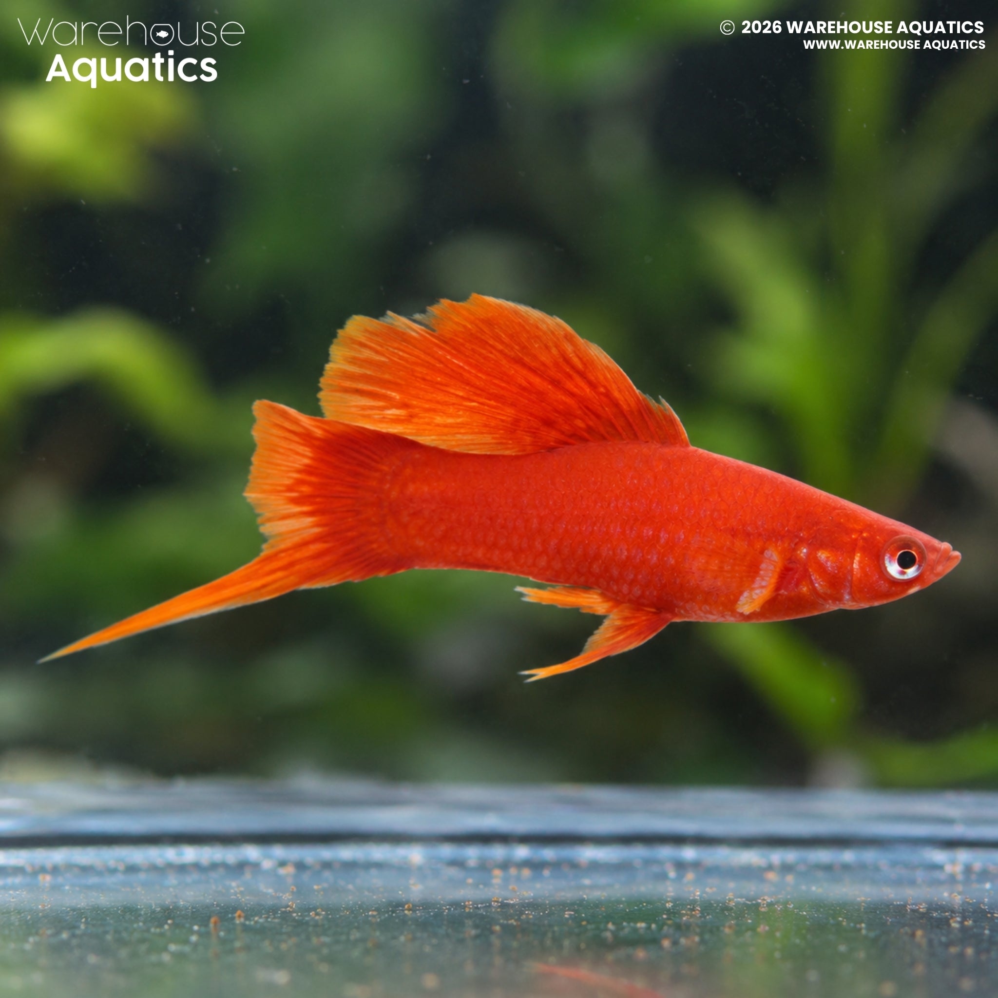 Red Hi-Fin Swordtail (Xiphophorus hellerii)