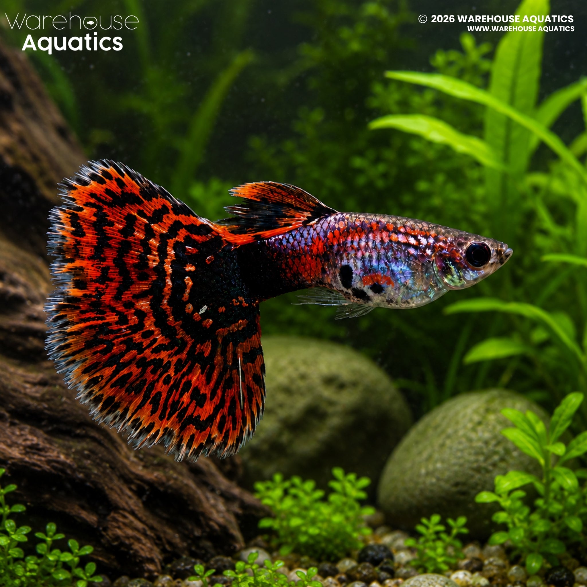 Red Mosaic Guppy (Poecilia reticulata)