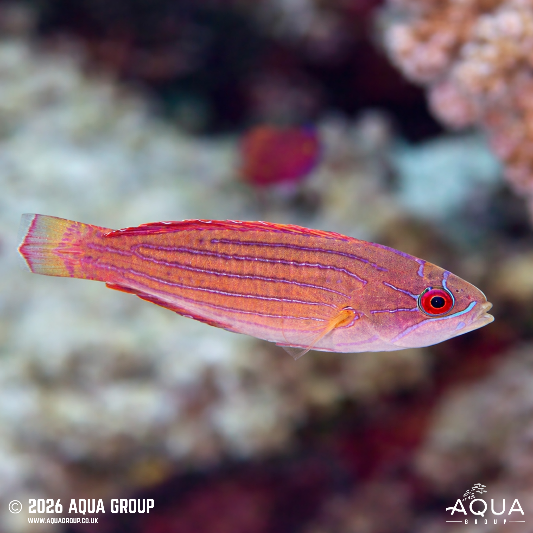 Red Sea Eightline Flasher Wrasse (Paracheilinus octotaenia)