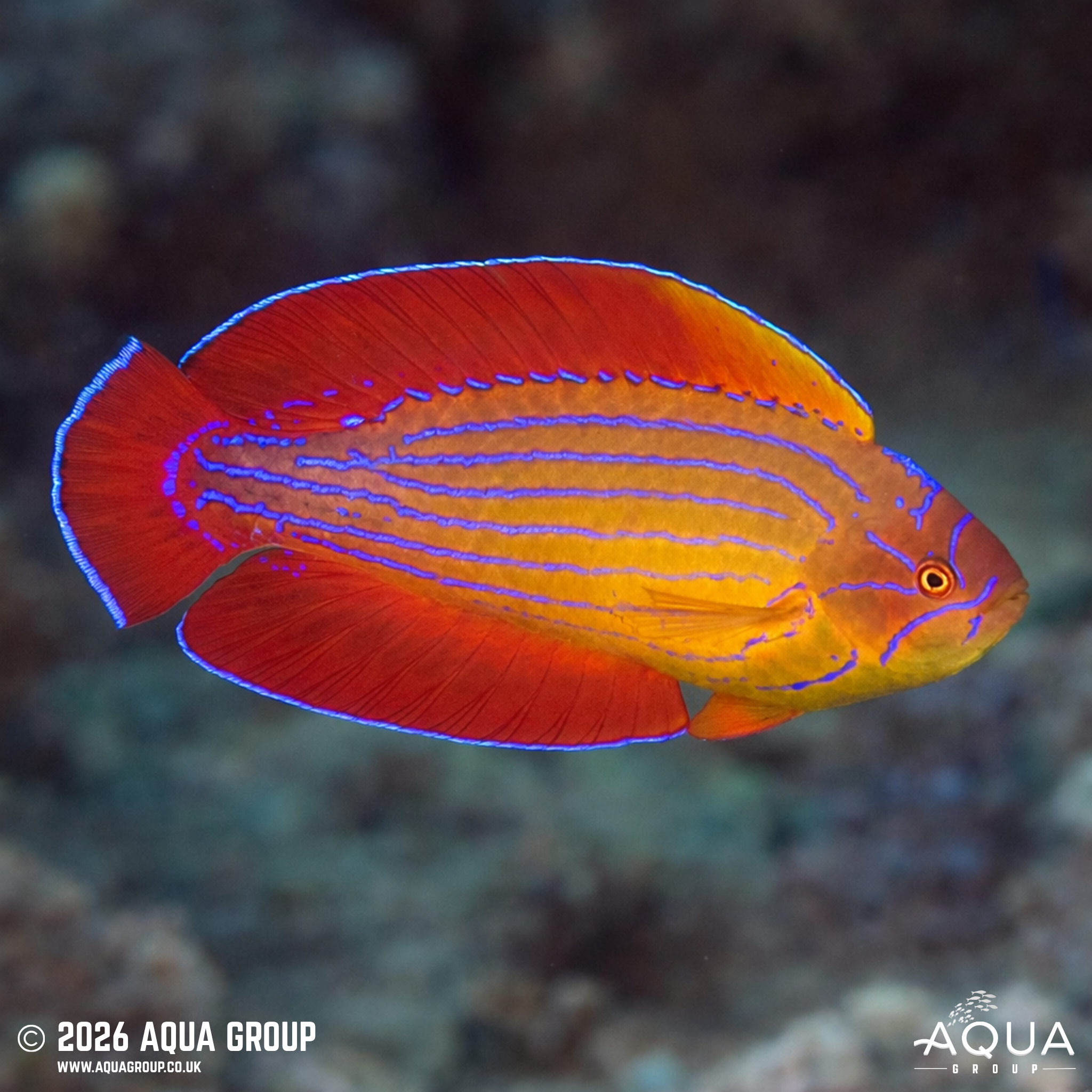 Red Sea Eightline Flasher Wrasse (Paracheilinus octotaenia)