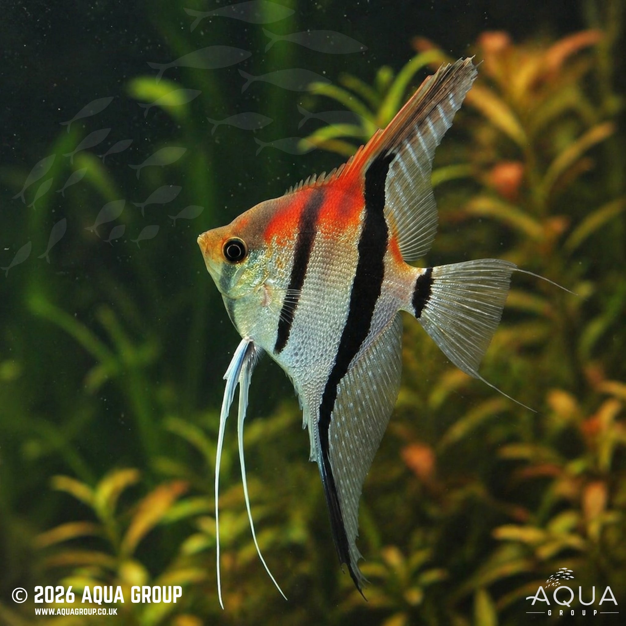Red Shoulder Manacapuru Angelfish (Pterophyllum scalare)