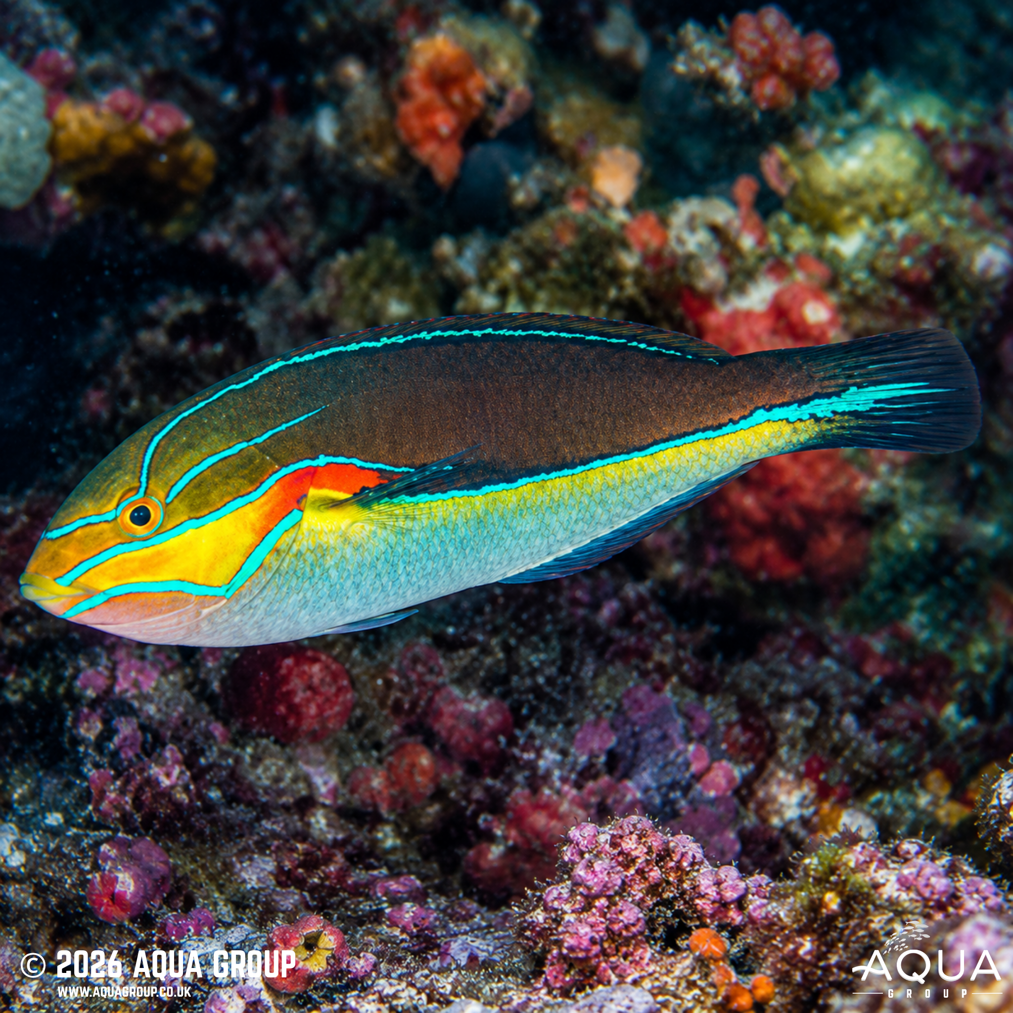 Red Shoulder Wrasse