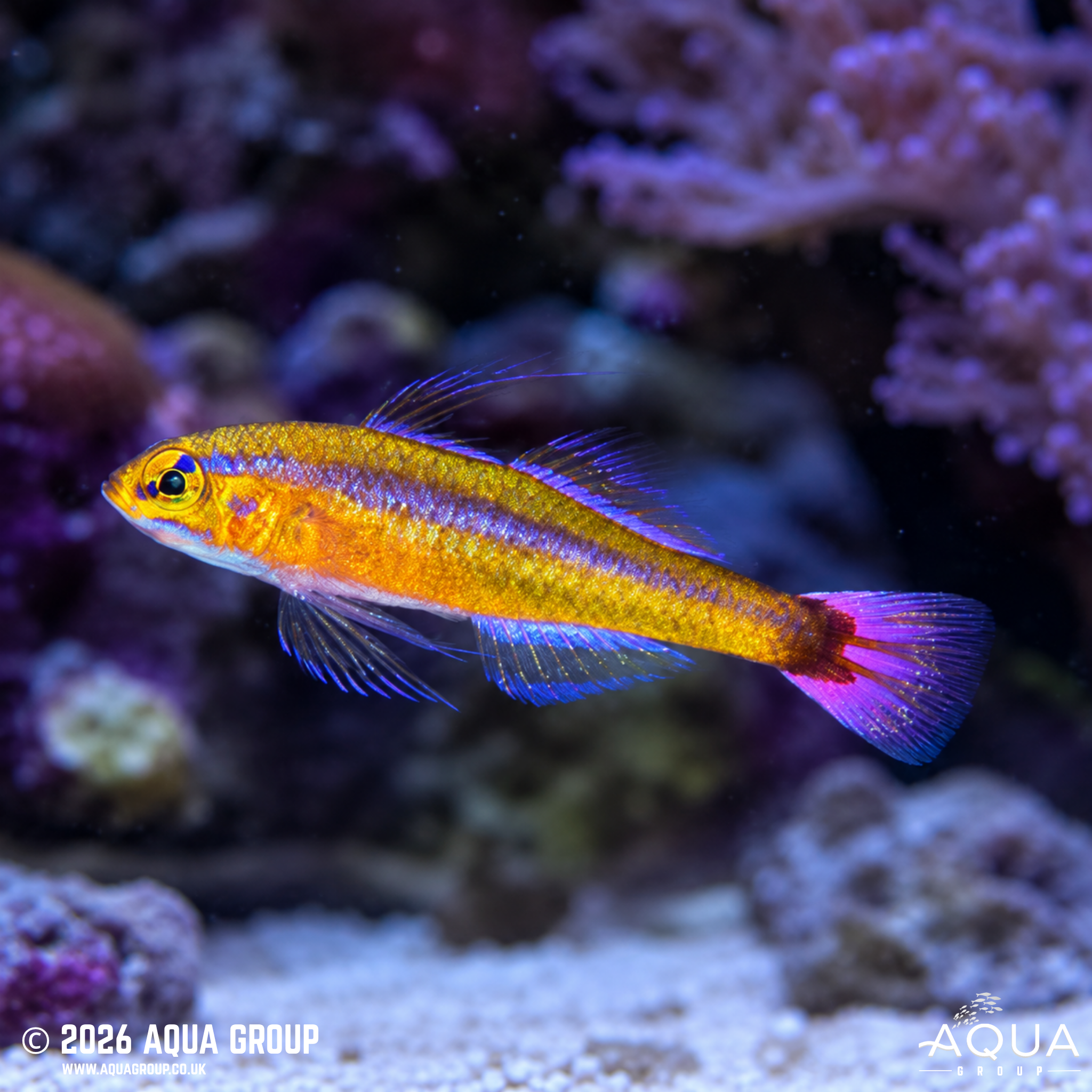 Red Spot Tail Goby (Trimma caudomaculatum)