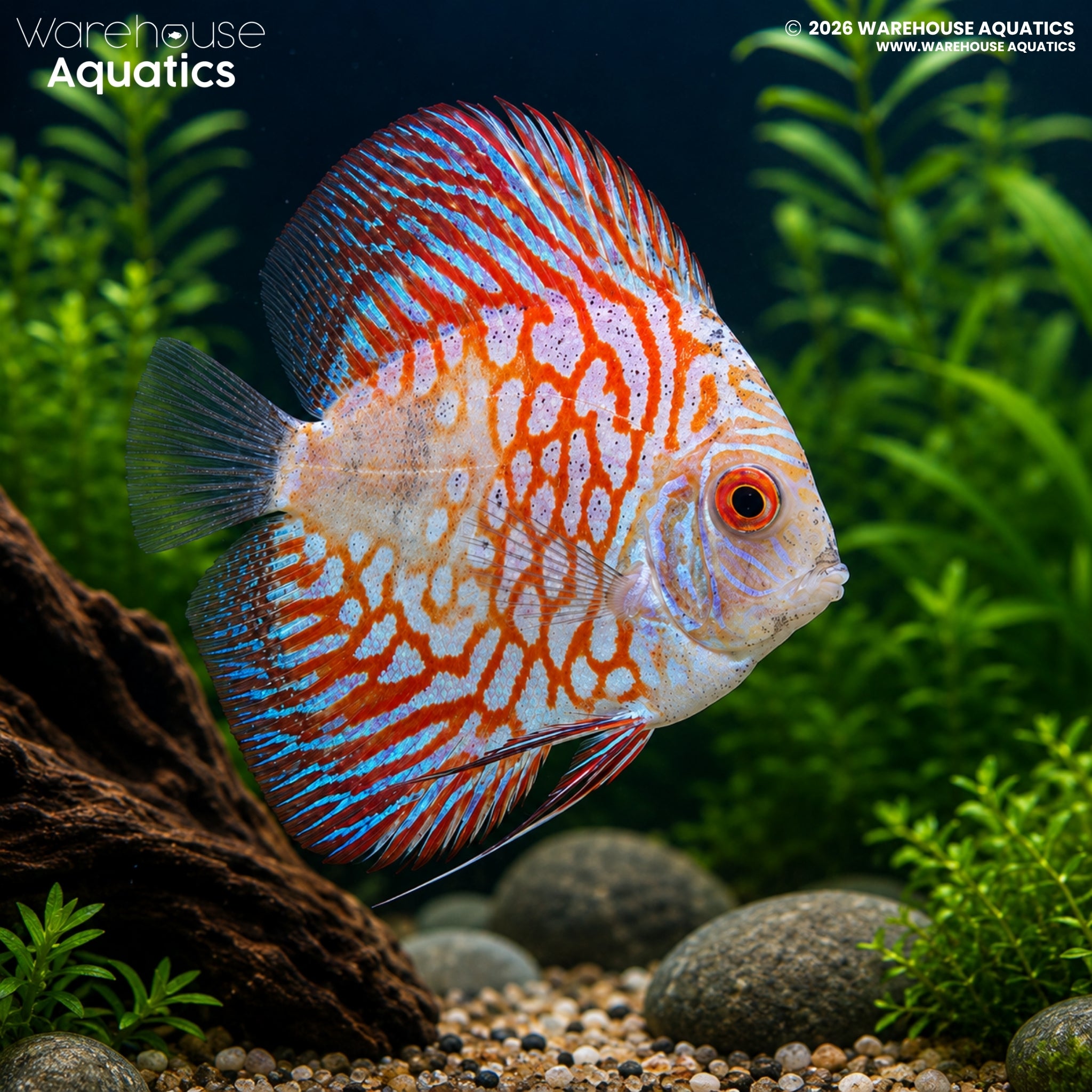 Red Stone Pigeon Blood Discus (Symphysodon discus)