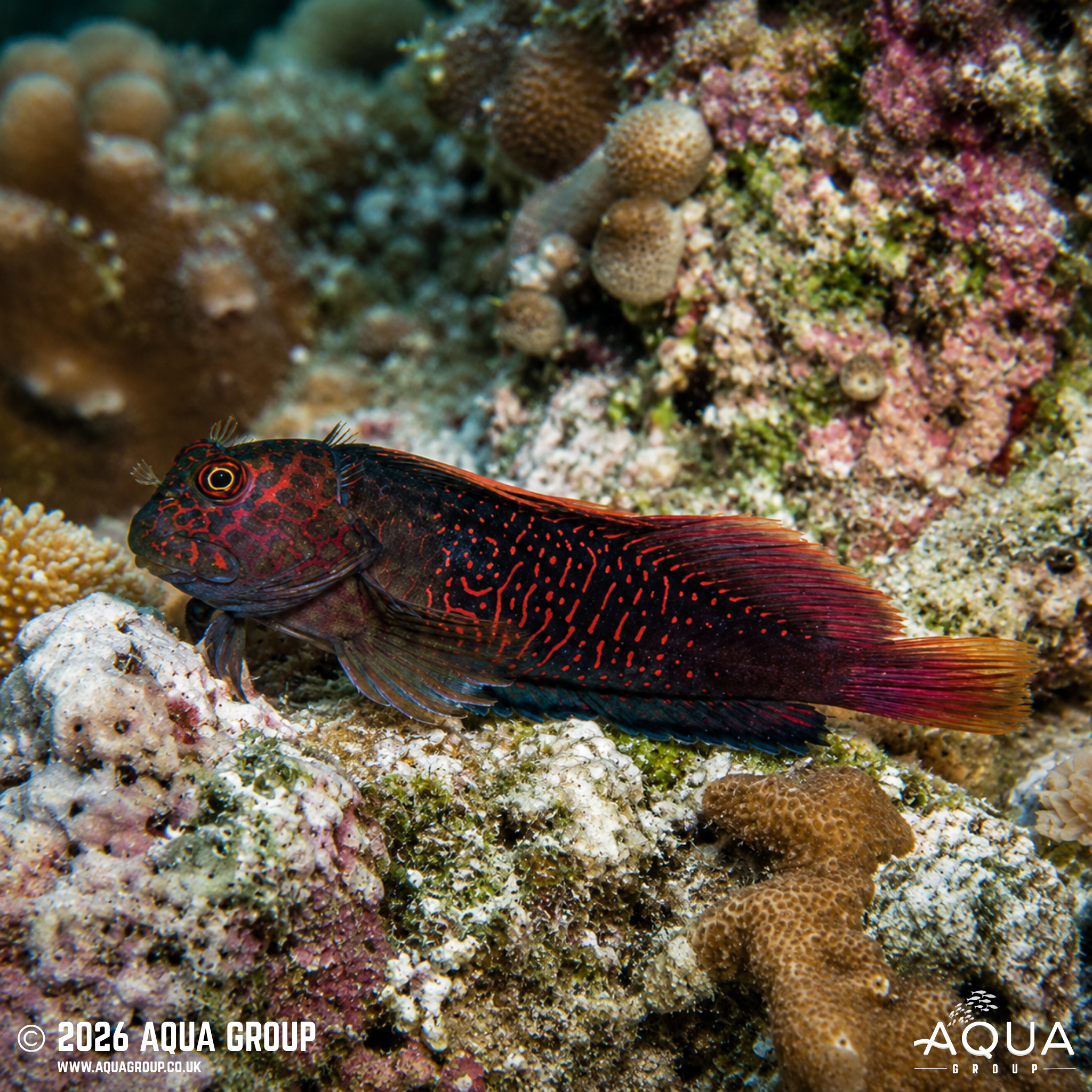 Red Streaked Eyelash Blenny (Cirripectes stigmaticus)