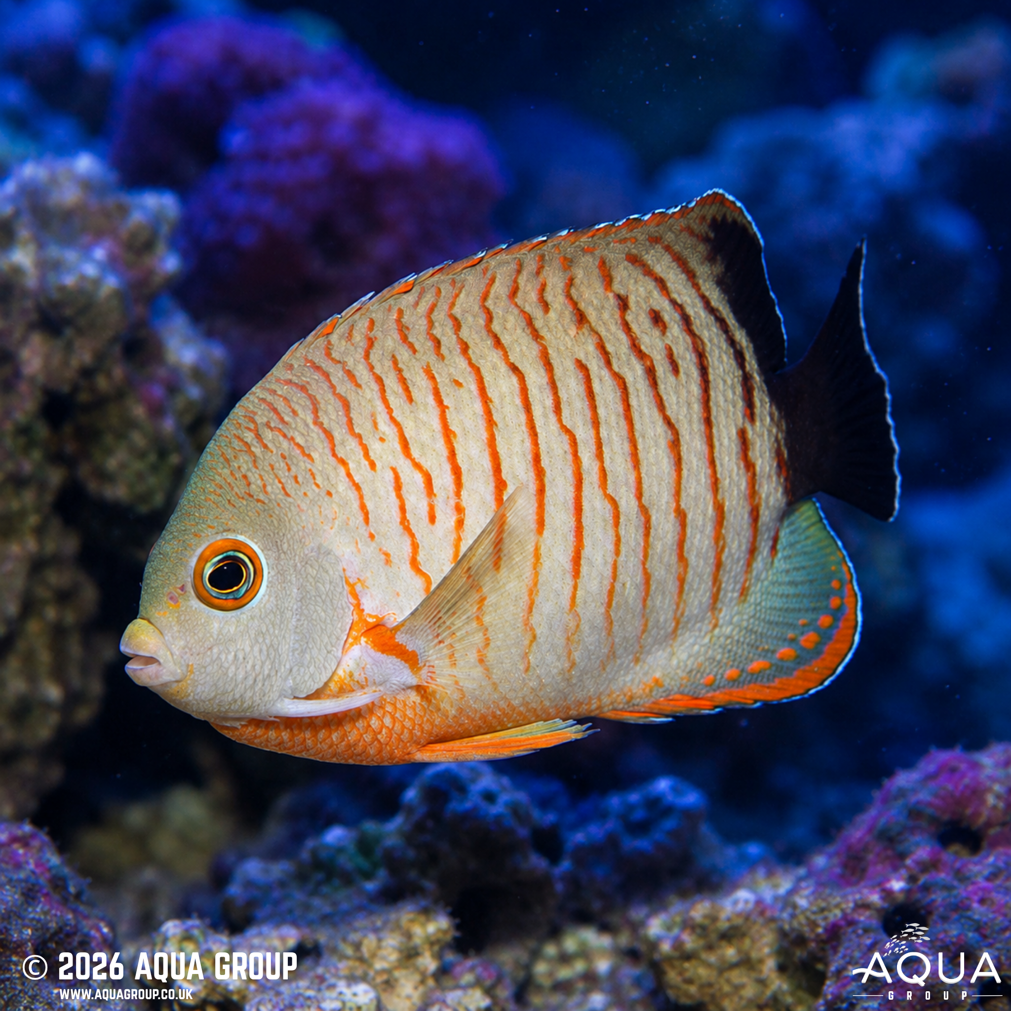 Eibli Angelfish (Centropyge eibli)