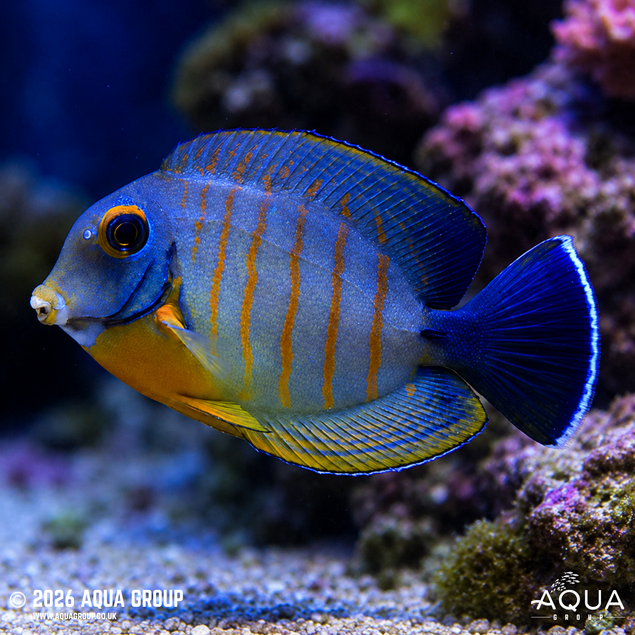 Chocolate Mimic Tang (Acanthurus tristis)
