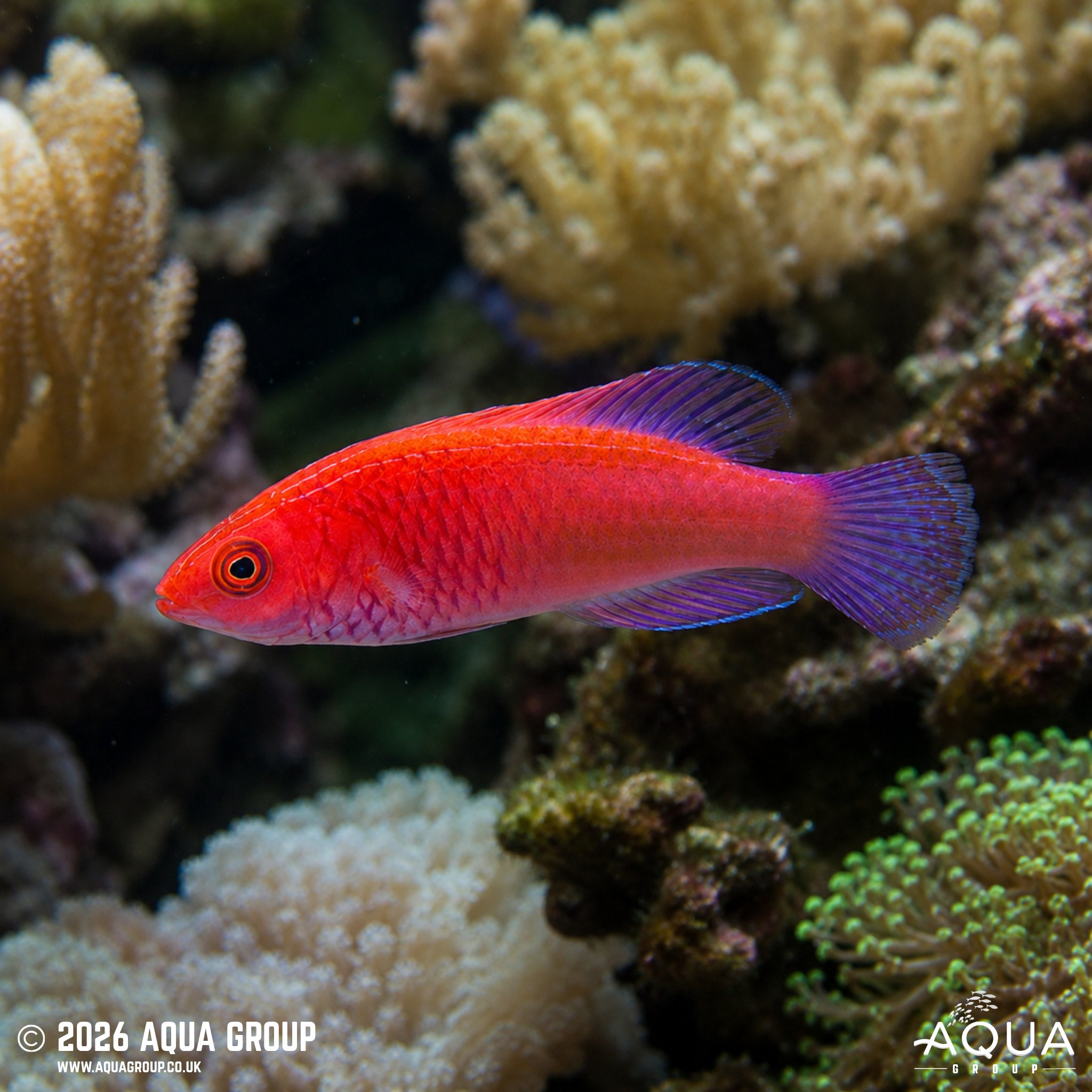 Red Velvet Fairy Wrasse (Cirrhilabrus rubrisquamis)