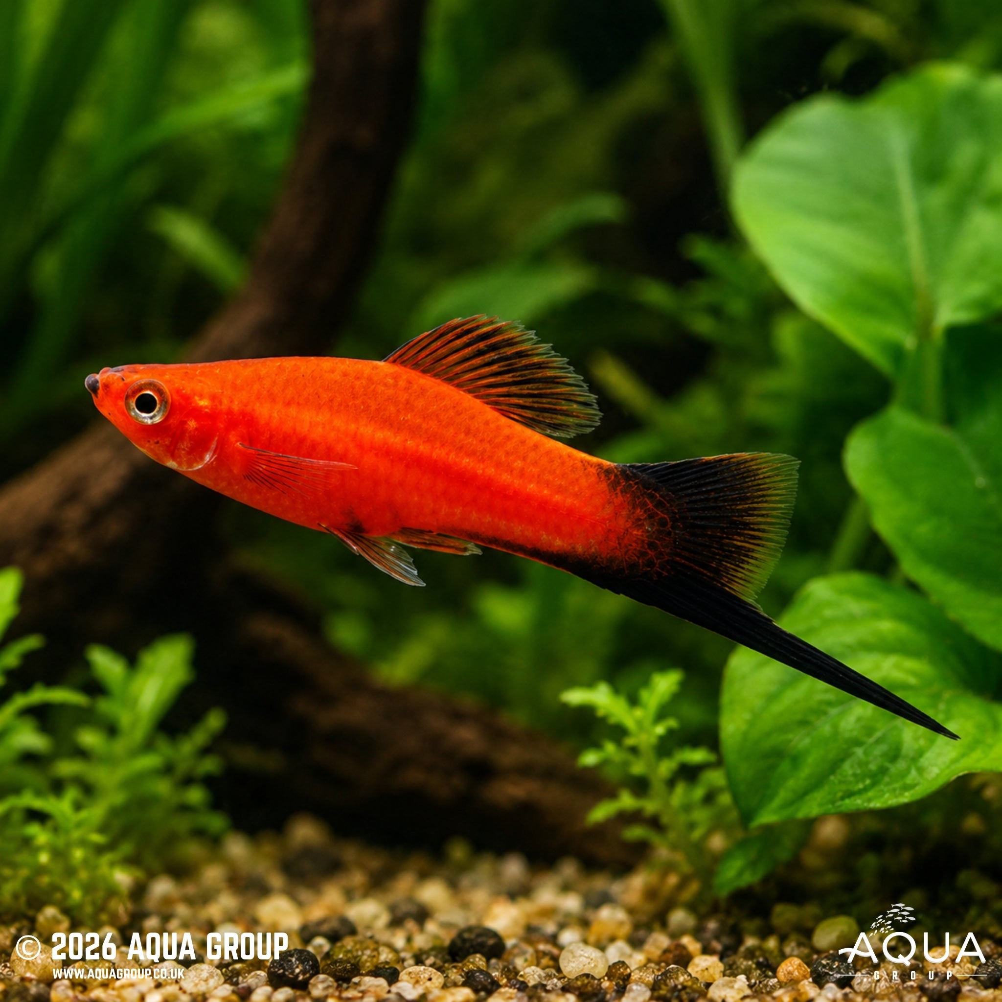 Red Wag Swordtail (Xiphophorus hellerii)