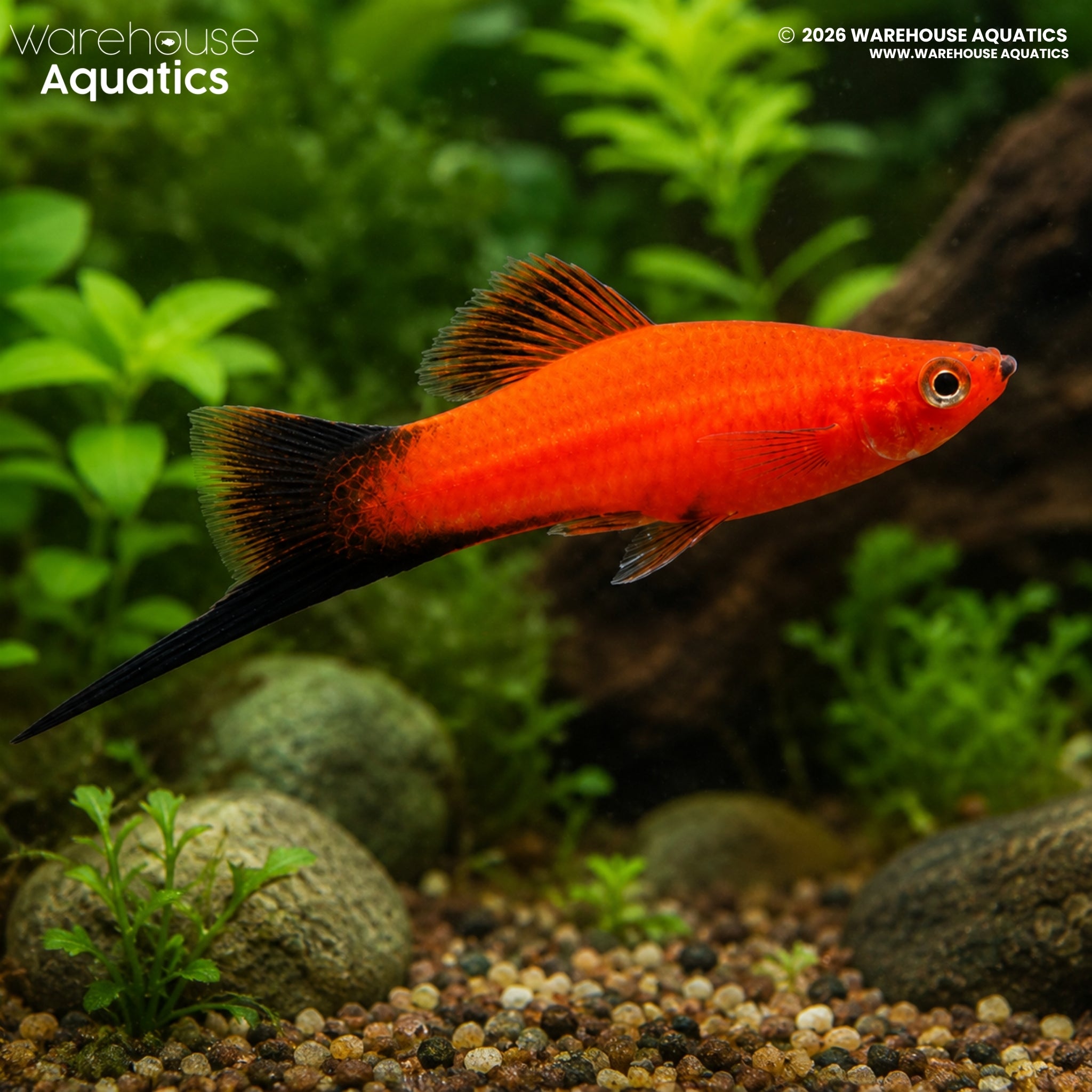 Red Wag Swordtail (Xiphophorus hellerii)