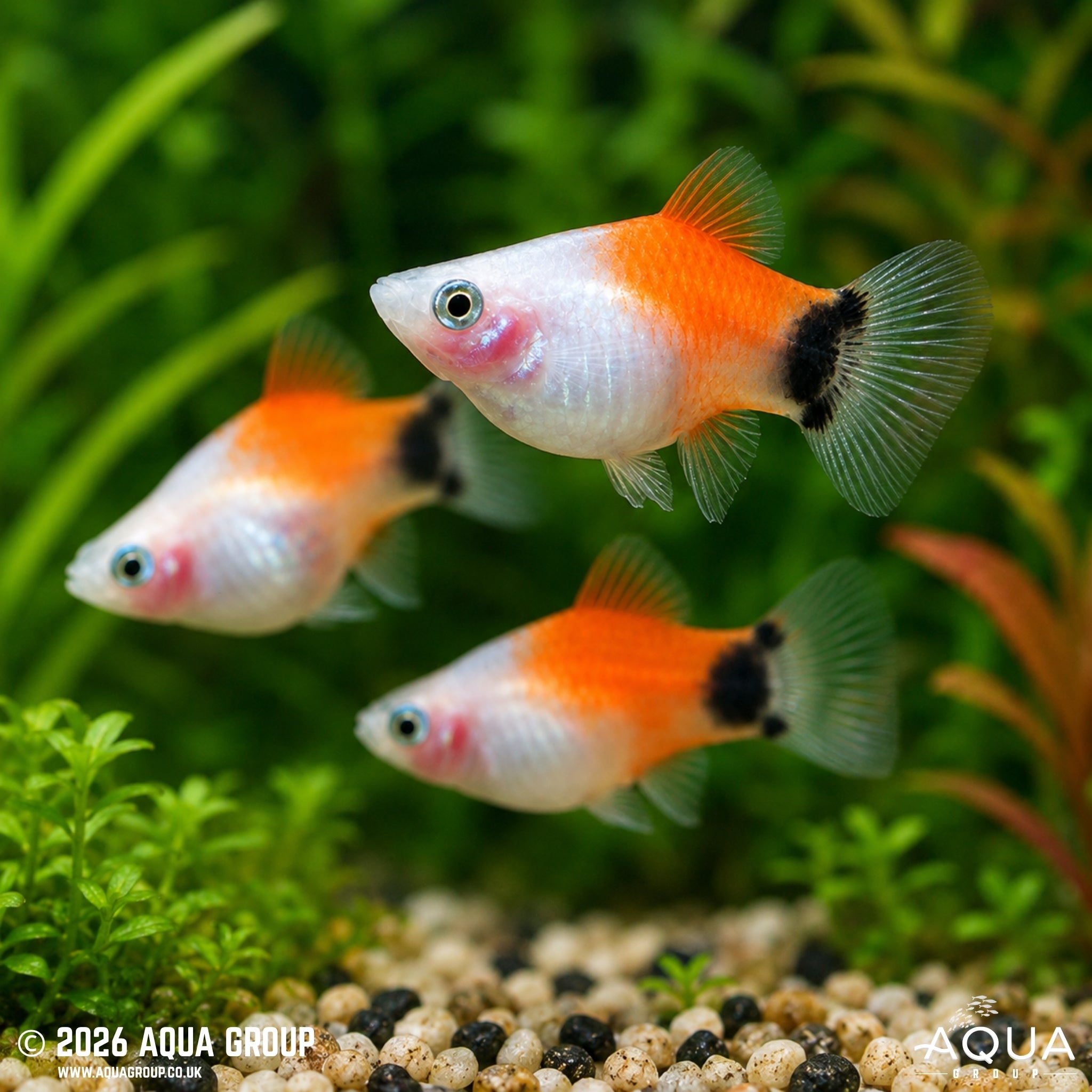 Red and White Mickey Mouse Platy (Xiphophorus maculatus)