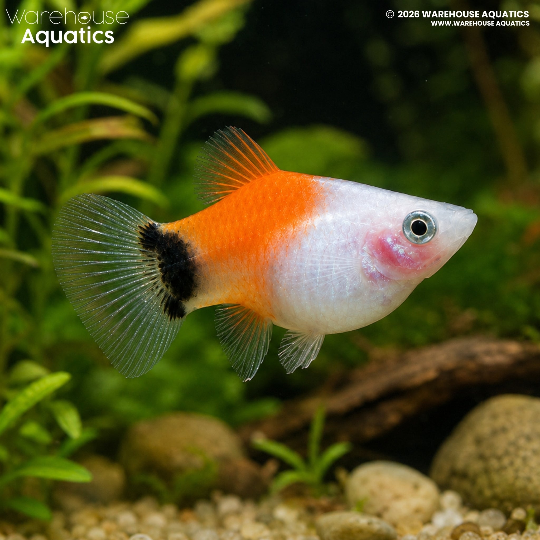 Red and White Mickey Mouse Platy (Xiphophorus maculatus)
