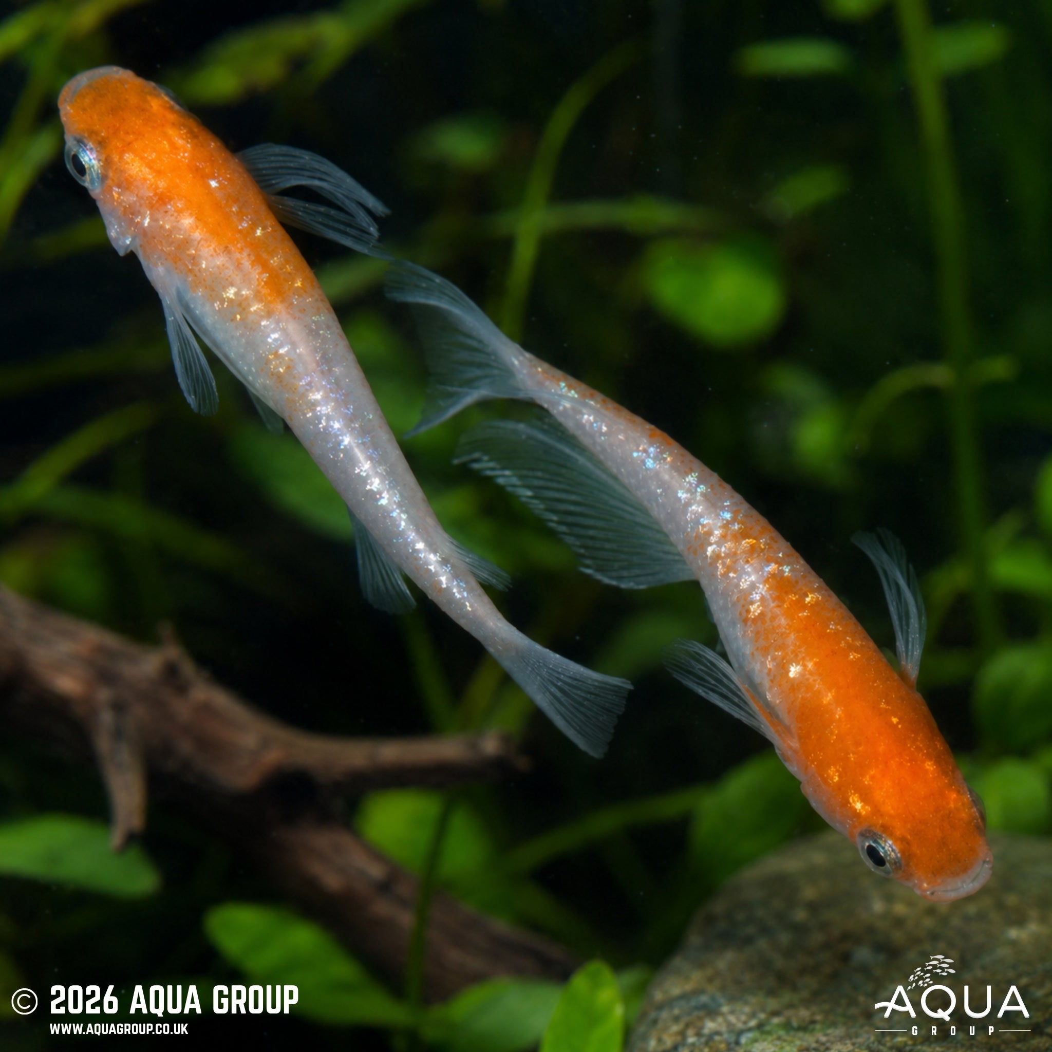 Red and White Ricefish (Oryzias latipes)