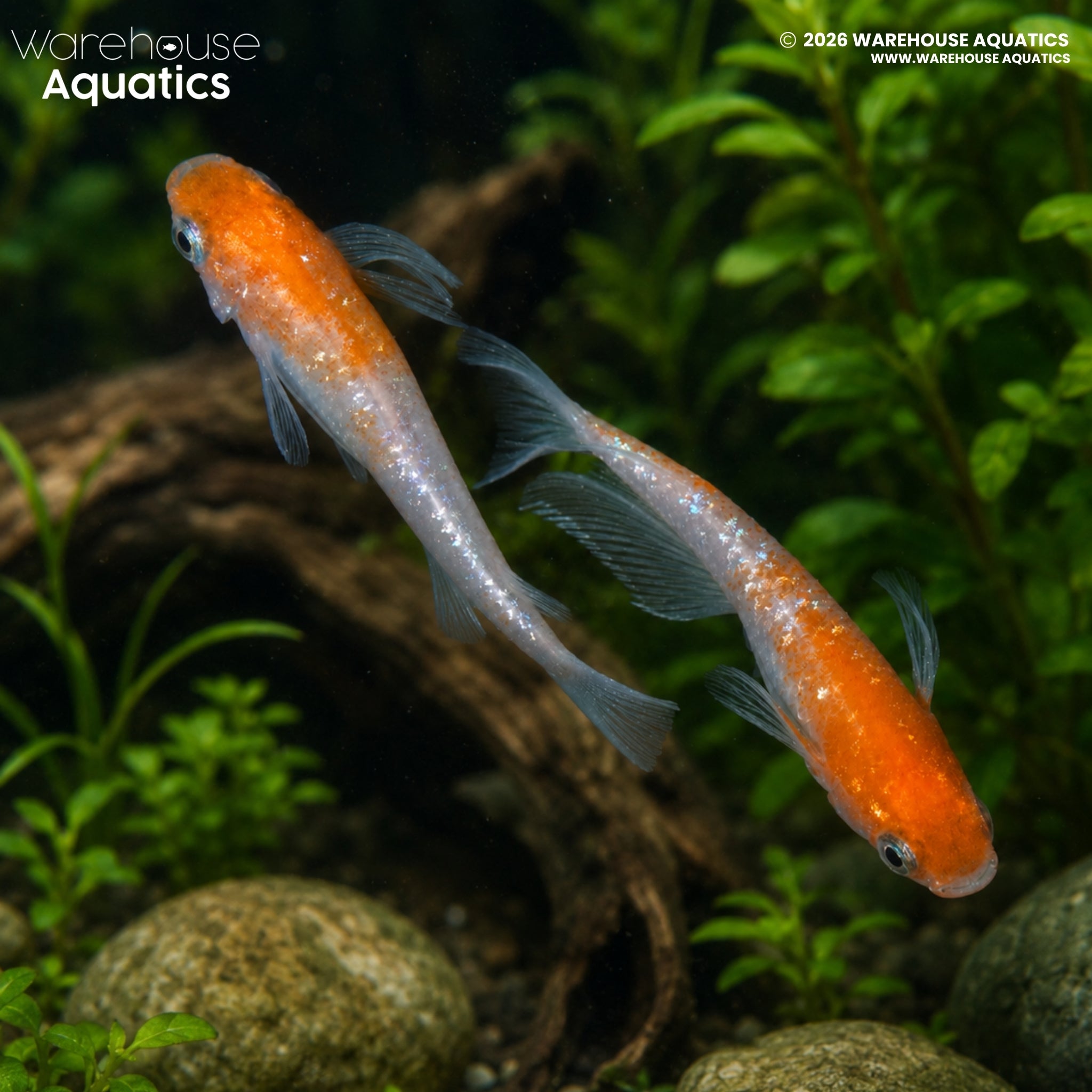 Red and White Ricefish (Oryzias latipes)