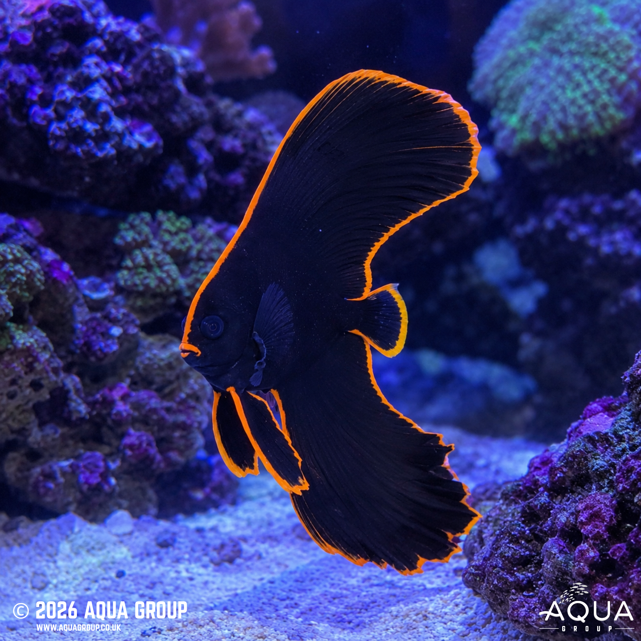 Redface Batfish (Platax pinnatus)