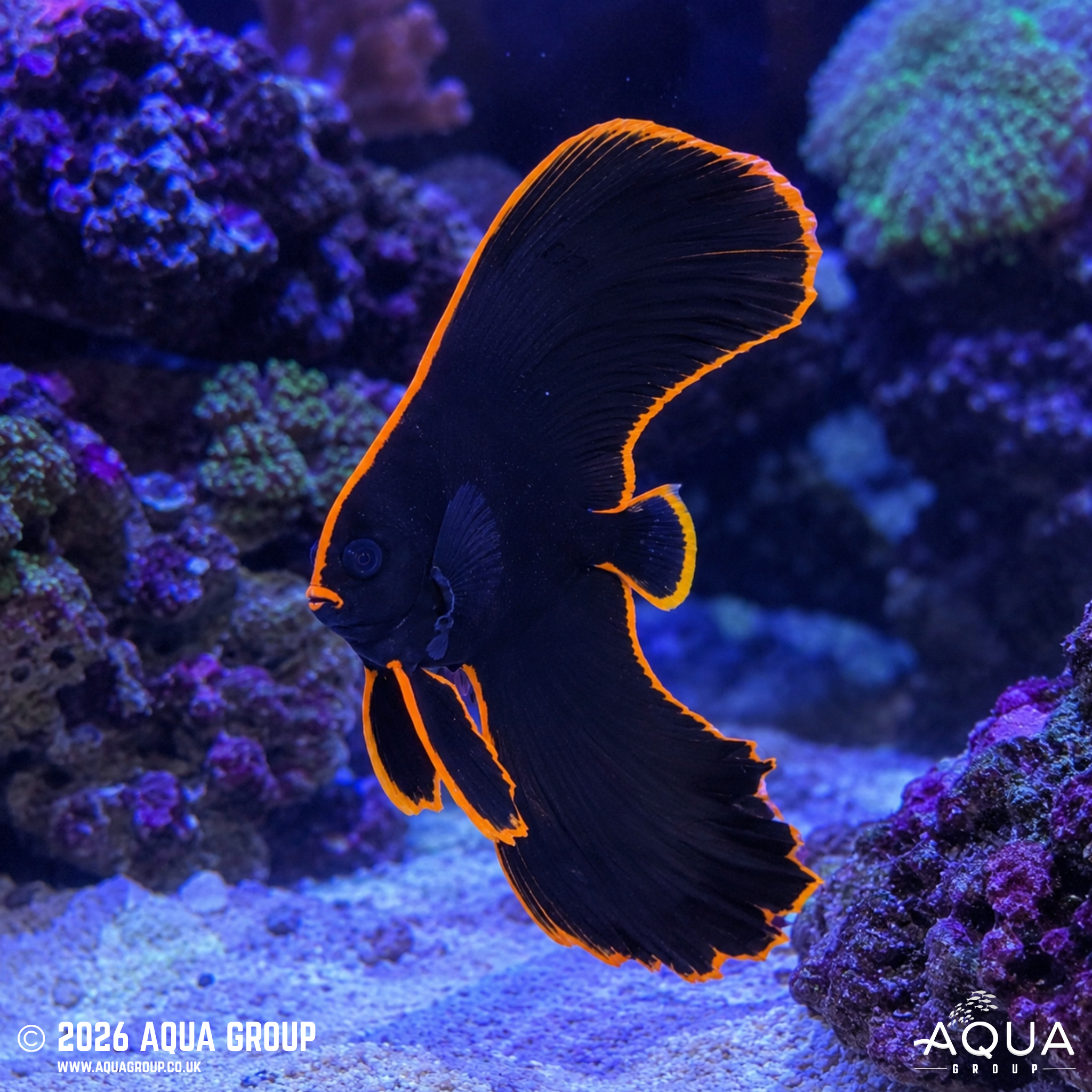 Redface Batfish (Platax pinnatus)