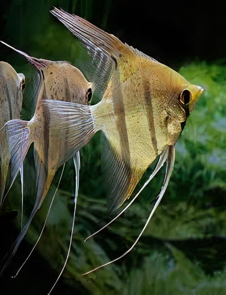 Peru Redspot Leopoldi Angelfish Scalare 6cm - Real Aquatics