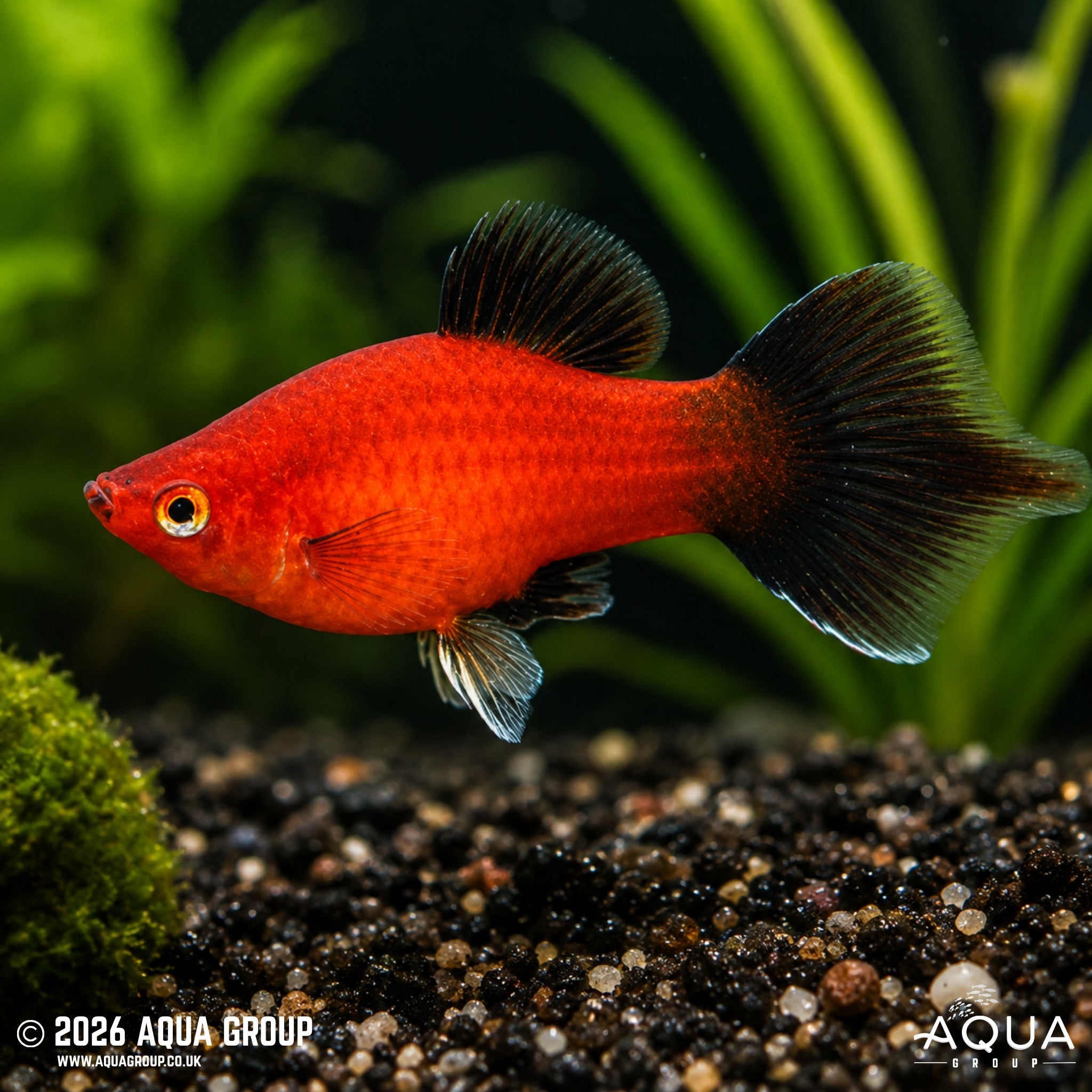Red Wag Hi-Fin Platy (Xiphophorus maculatus)