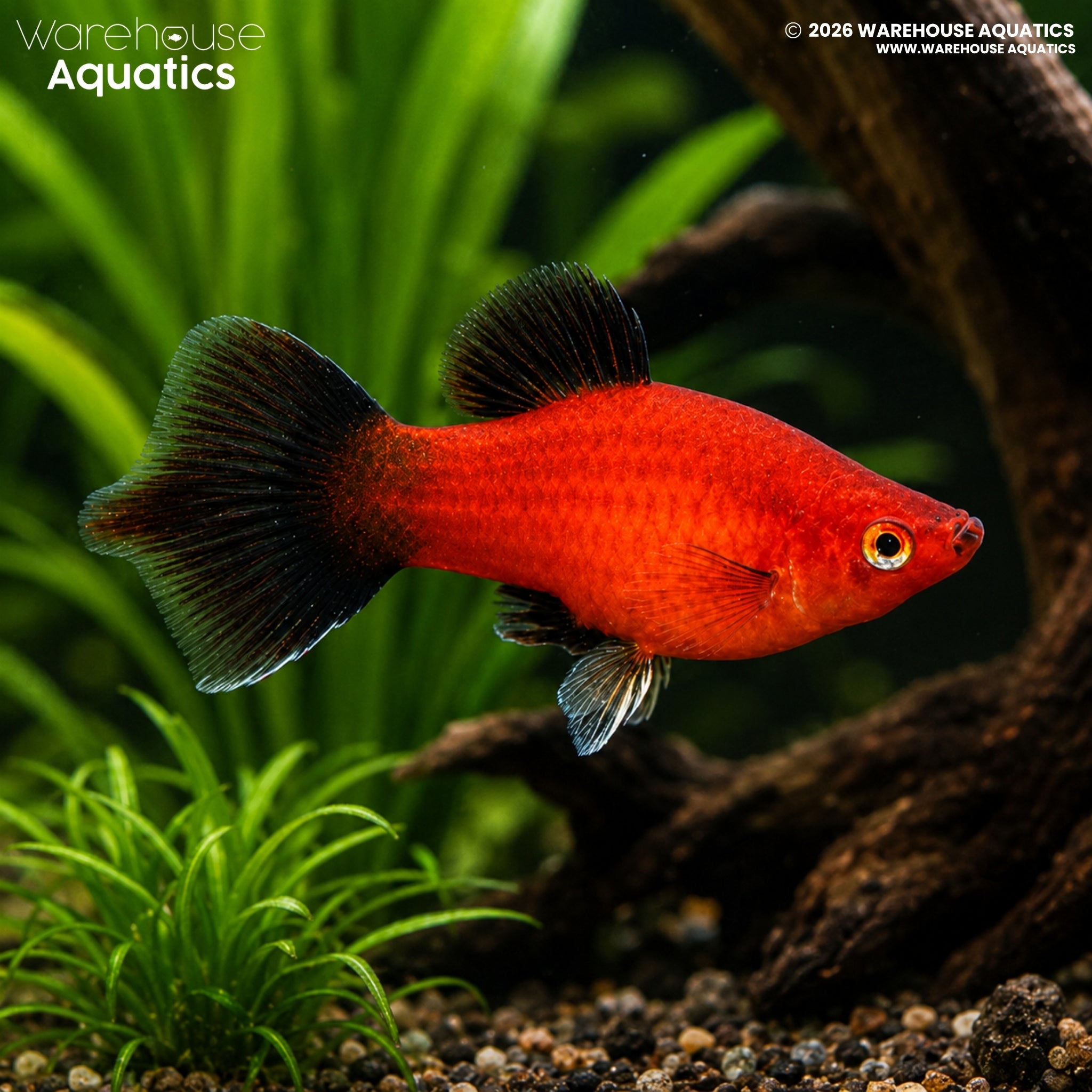 Red Wag Hi-Fin Platy (Xiphophorus maculatus)