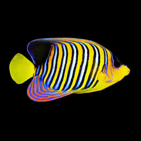 Regal Angelfish Pygoplites Diacanthus - Real Aquatics