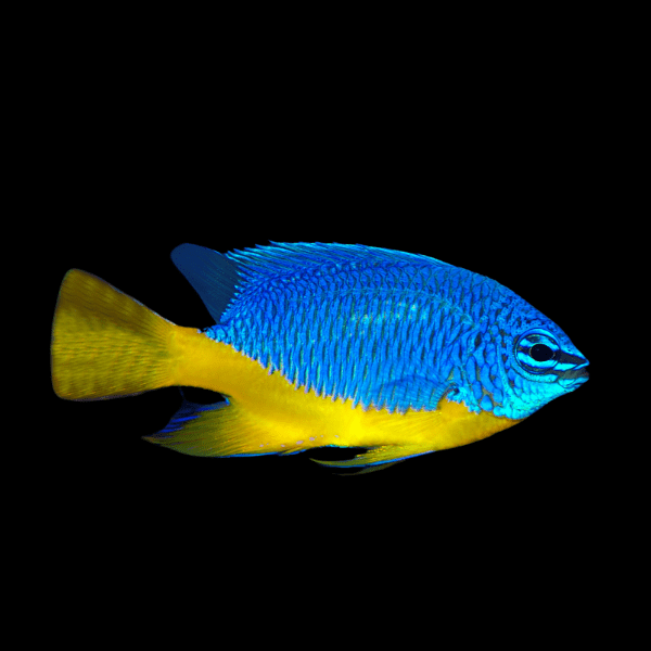 Regal Damsel Chromis Chrysiptera Hemicyanea - Real Aquatics