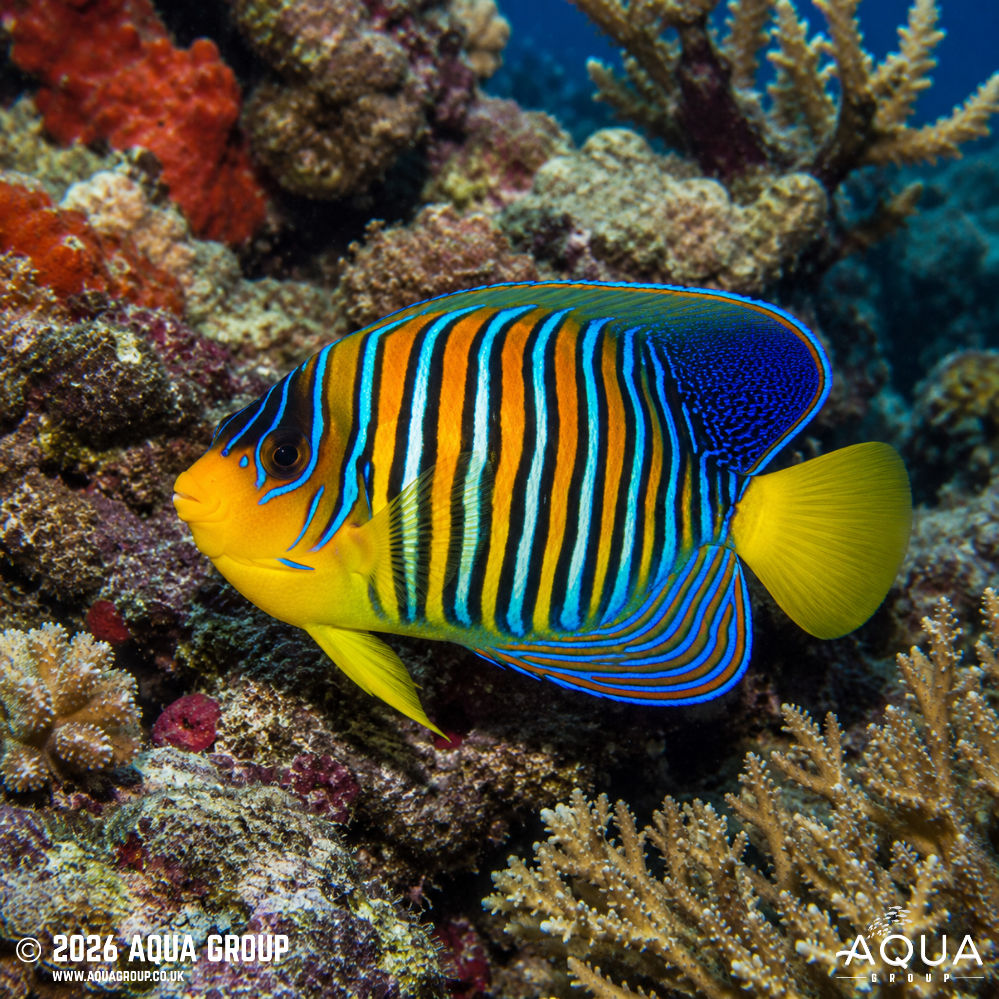 Regal Angel (Pygoplites diacanthus)