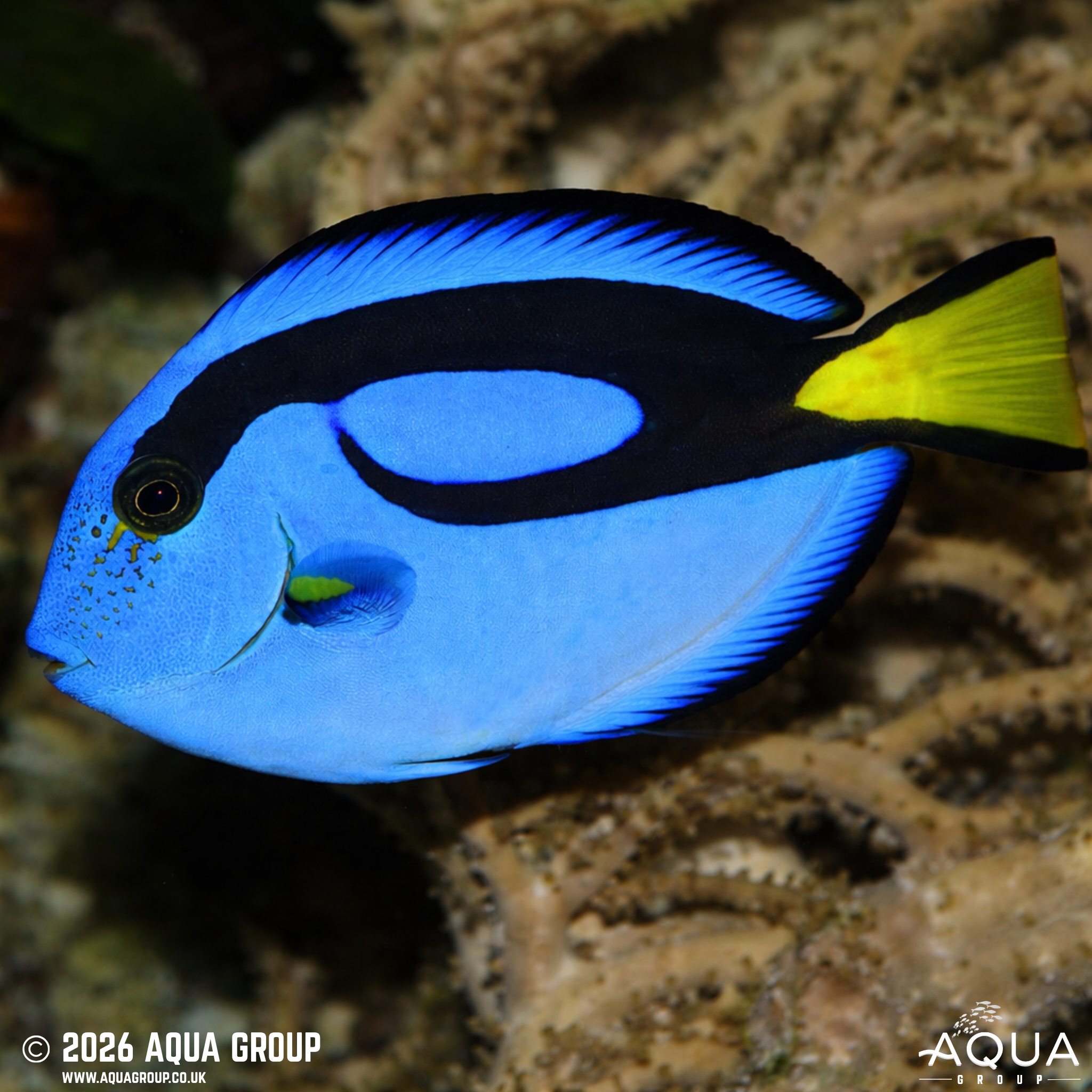 Regal Tang (Paracanthurus hepatus)