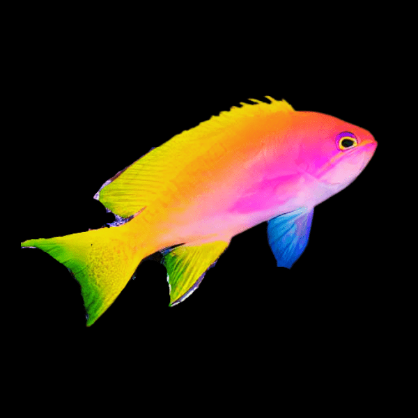 Resplendent Anthias Pulcherrimus Anthias - Real Aquatics