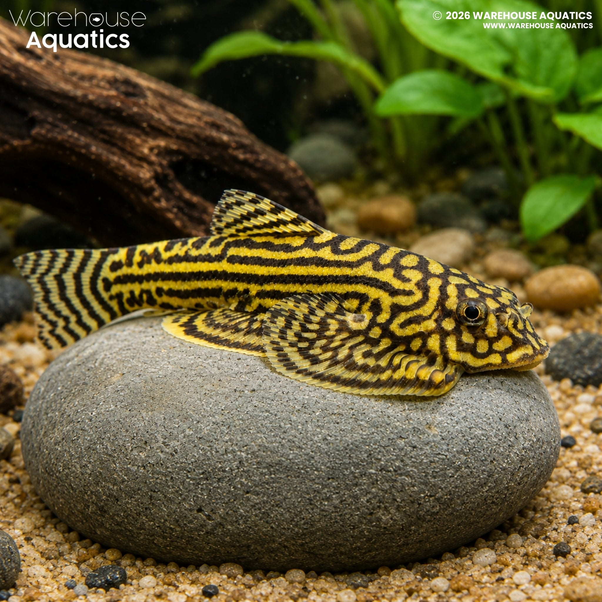 Reticulated Hillstream Loach (Sewellia lineolata)