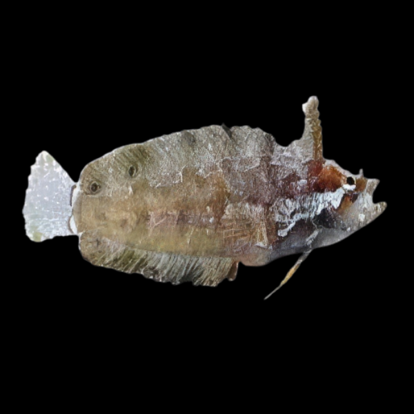 Rhino Blenny Paraclinus Marmoratus - Real Aquatics