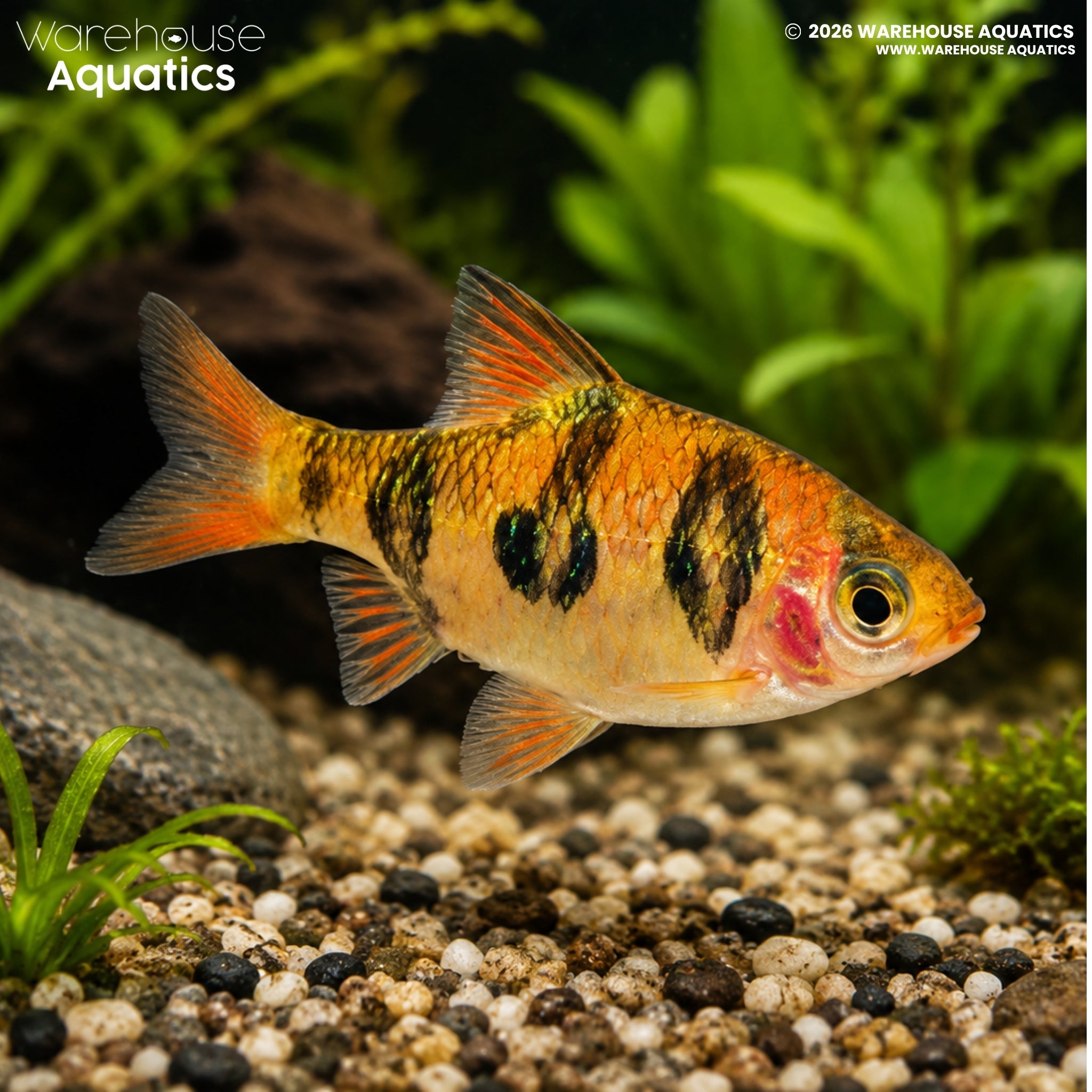 Rhombo Barb (Desmopuntius rhomboocellatus)