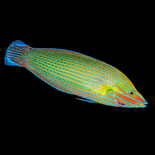 Richmond's Wrasse Halichoeres Richmondi - Real Aquatics
