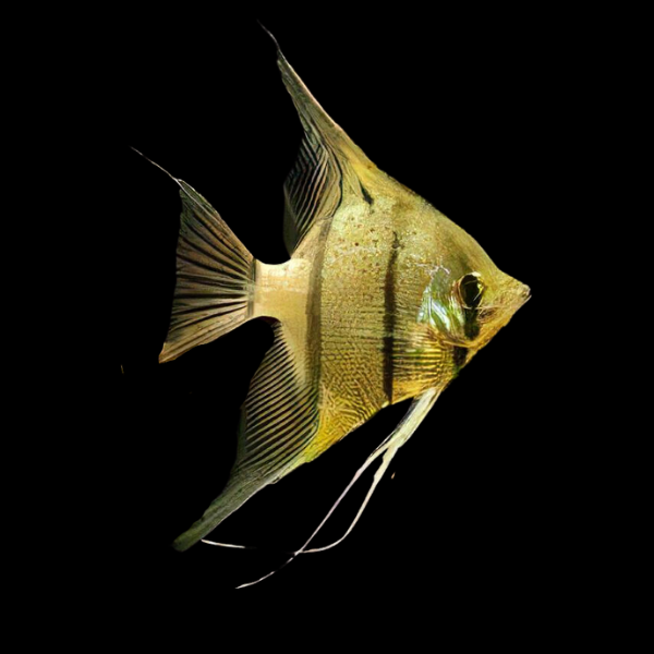 Rio Nanay Angelfish Pterophyllum Scalare 5cm - Real Aquatics