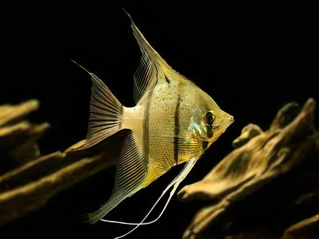 Rio Nanay Angelfish Pterophyllum Scalare 5cm - Real Aquatics