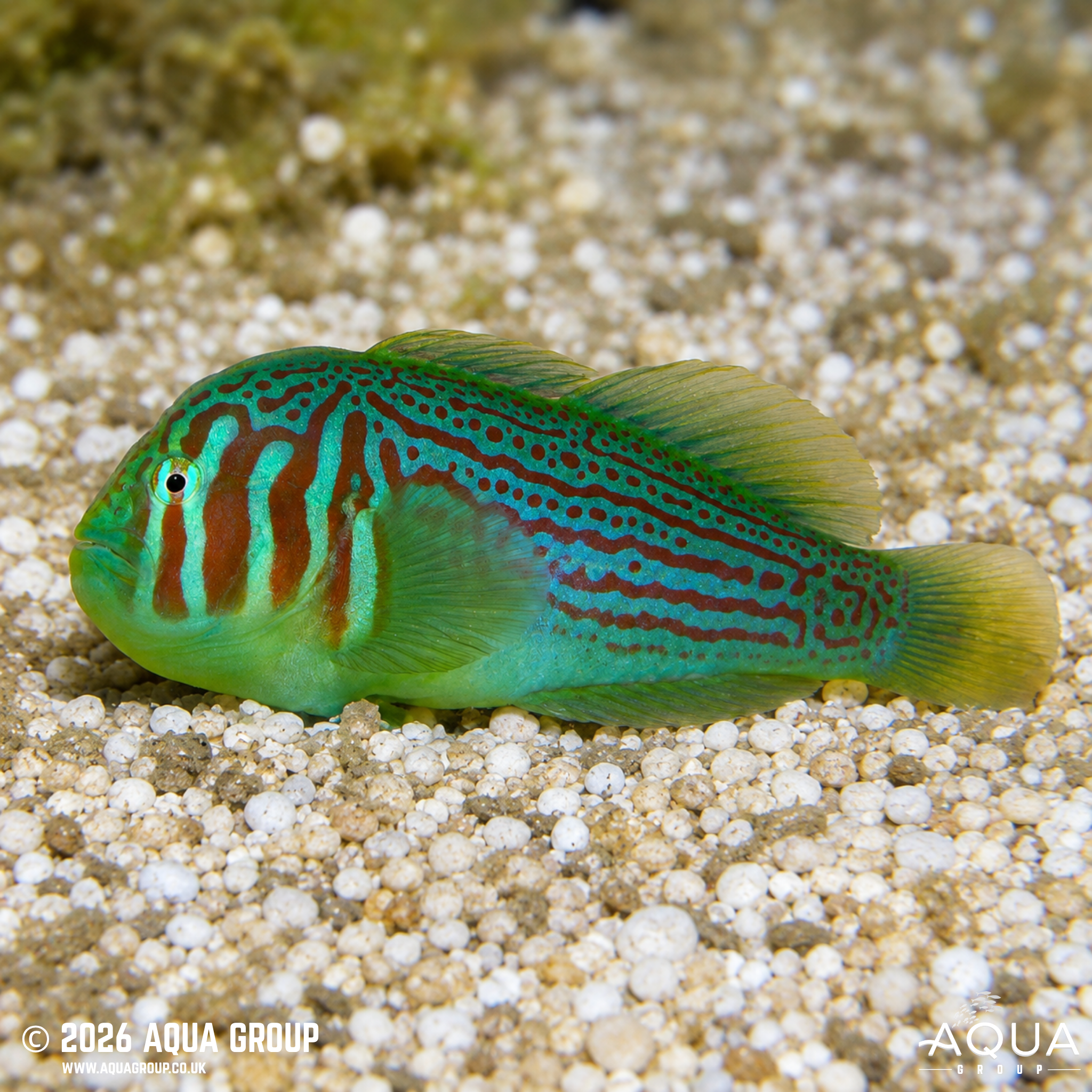 Green Clown Goby (Gobiodon rivulatus)