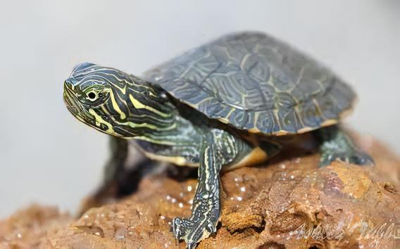 River Cooter Turtle Pseudemys Concinna Juvenile 5cm - Real Aquatics