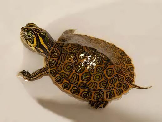 River Cooter Turtle Pseudemys Concinna Juvenile 5cm - Real Aquatics