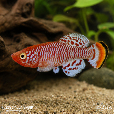 Killifish
