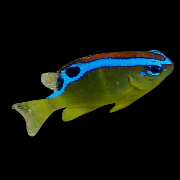 Rock Damsel Fish Chrysiptera Brownriggi - Real Aquatics