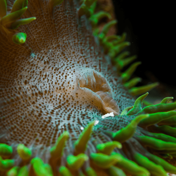 Red Rock Flower Anemone Epicystis Crucifer Small - Real Aquatics