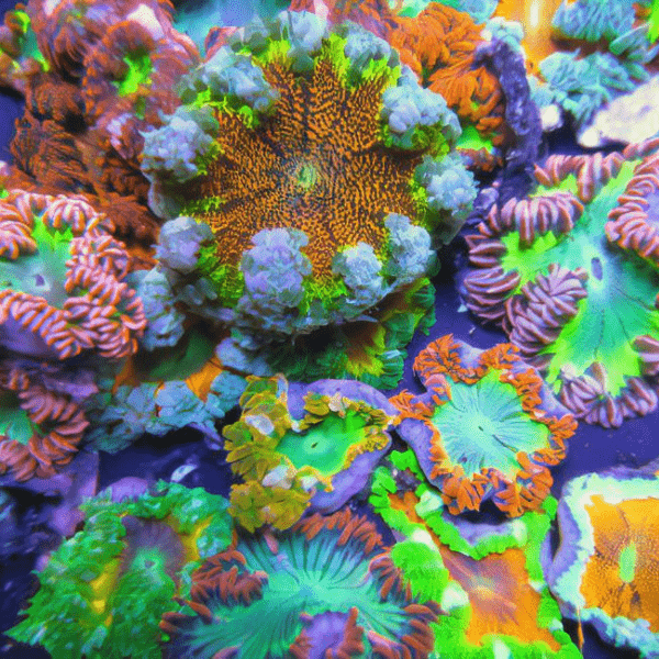 Red Rock Flower Anemone Epicystis Crucifer Small - Real Aquatics