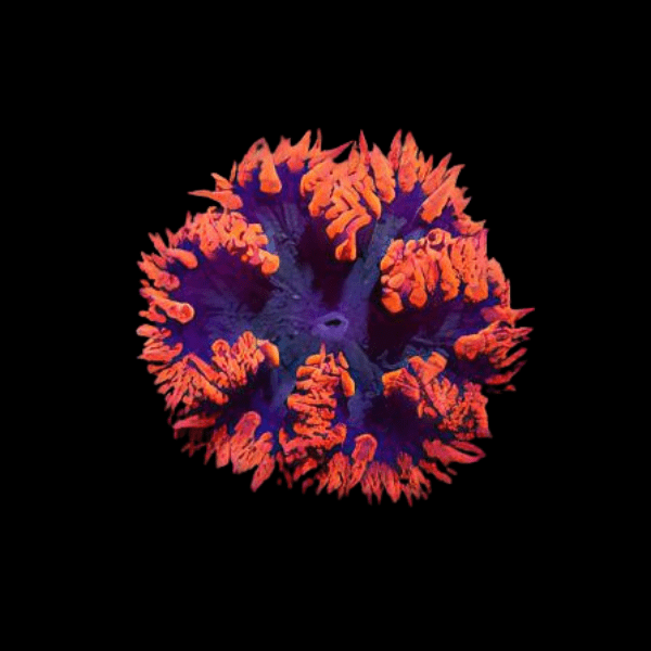 Red Rock Flower Anemone Epicystis Crucifer Small - Real Aquatics