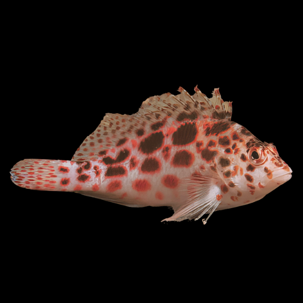 Rock Hopper Hawkfish Cirrhitichthys Aprinus - Real Aquatics