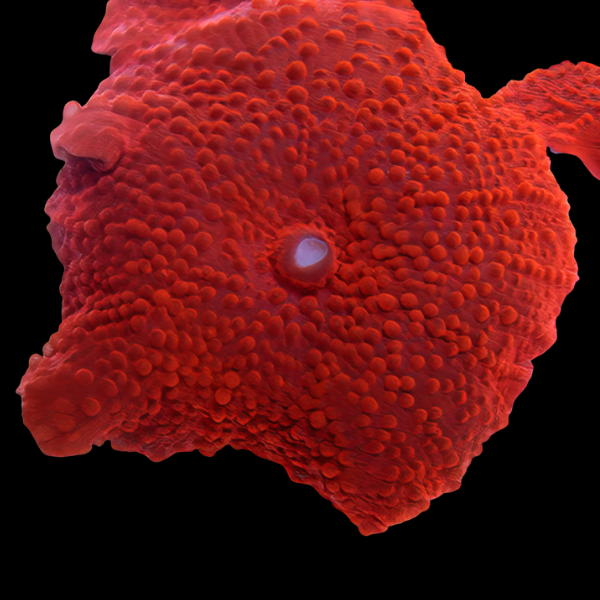 Rock Red Mushroom Fungiidae Coral Discosoma Sp - Real Aquatics