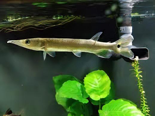 Rocket Gar Ctenolucius Hujeta 5cm - Real Aquatics