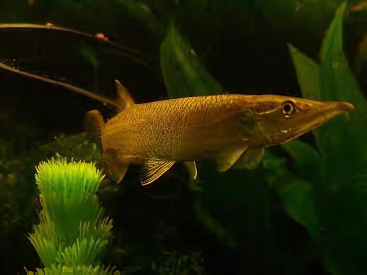 Rocket Gar Ctenolucius Hujeta 5cm - Real Aquatics