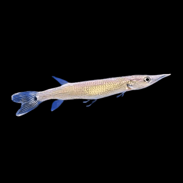Rocket Gar Ctenolucius Hujeta 5cm - Real Aquatics