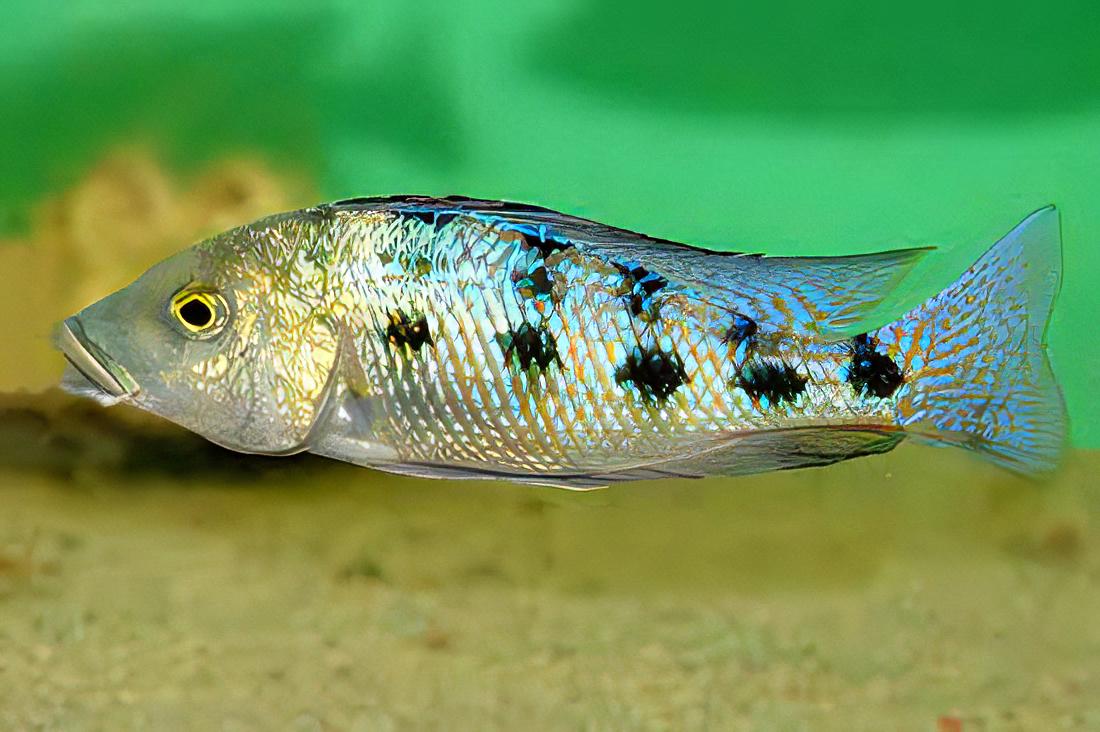Haplochromis Rostratus Malawi African Cichlid