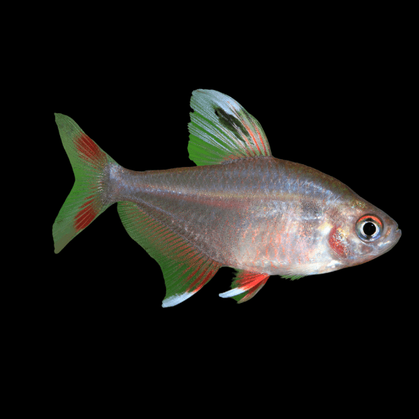 Rosy Tetra Hyphessobrycon Rosaceus 2cm - Real Aquatics